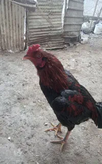 سلام این خروس ازلانه من دزدیده شد