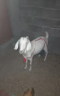 تعدادی بز