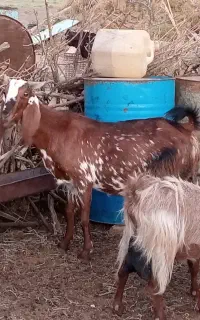 بز دوقلو زا با دو بزغاله دورگ گلابی