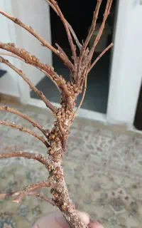 چوب آبنوس آکواریوم