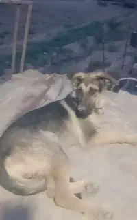 سگ نگهبانی