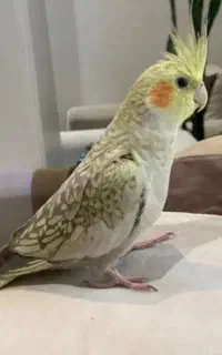 گمشده