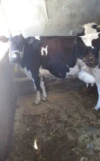 تعدادی گوساله ماده و نر و گاو