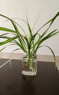 قلمه‌گل‌پاندالوس