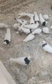 فروش کبوتر طوقی.وفنچ نرگسی شکلاتی