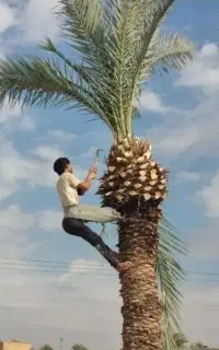 بریدن نخل قطع درخت کندن خرما سمپاشی تمیزکردن هرس