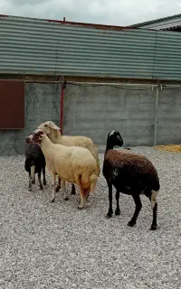 ۴ راس گوسفند جوان داشتی