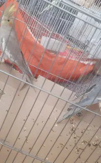 عروس هلندی