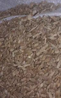 گندم