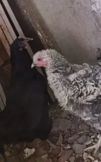 فروش مرغ محلی