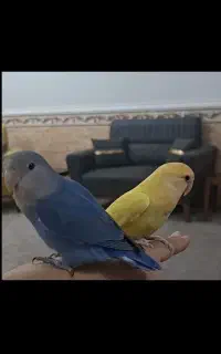 سلام