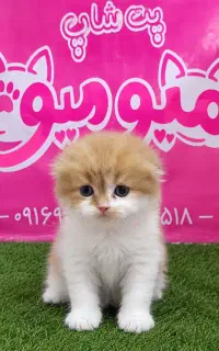 گربه اسکاتیش خاص