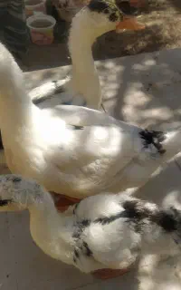 اردک