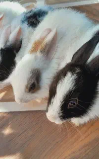 بچه خرگوش