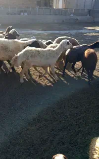 یک راس بره نر همو
