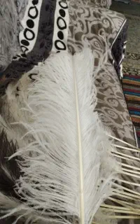 شاه پر شتر مرغ
