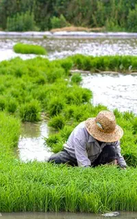 نشاع برنج عالی بدونه سوت گارسک