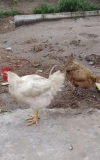مرغ و خروس بصورت یکجا