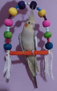 عروس هلندی گم شده