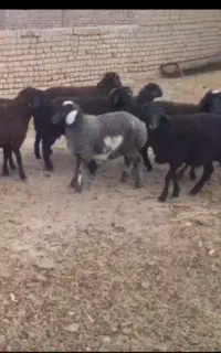 فروش بره ماده