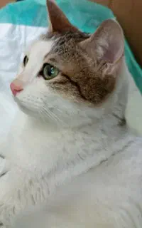 گربه گمشده پیدا شده