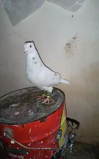 سار کاکلی، کلاغ،