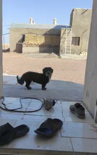 سگ پاپی