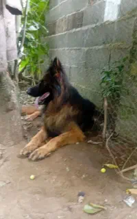 سگ ژرمن موبلند ۲ساله