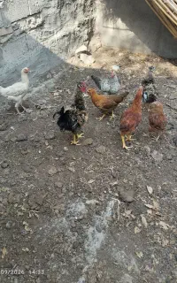 مرغ و خروس فروشی