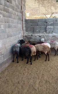۹راس میش ابستن