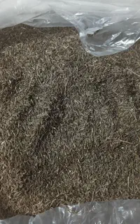 زیره کوهی اصل