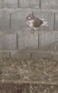 کفتر