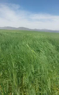 جو محلی (تناژ)