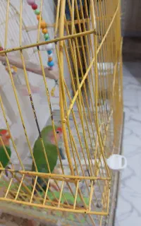 فروش پرنده