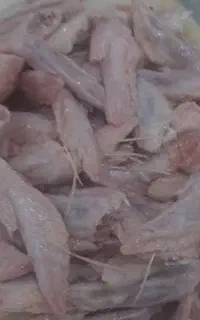 ضایعات مرغ برای سگ