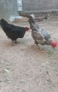 مرغ تخم گذار
