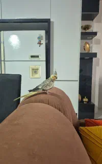 عروس هلند گل باقالی