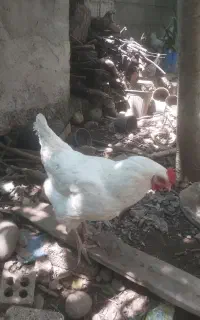 مرغ تخم گذار جوان