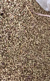 فروش انواع گشنیز