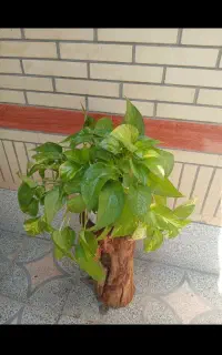گل طبیعی