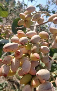 پسته تازه رقم سفید بادامی درشت