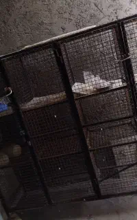 باسلام جفتگاه پرنده