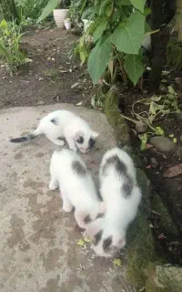 بچه گربه
