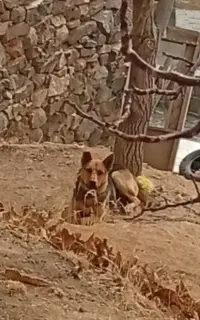 سگ گله ای و نگهبان