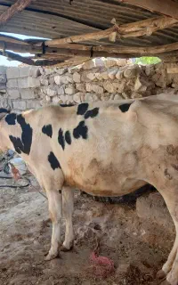 گاو هلشتاین جوان