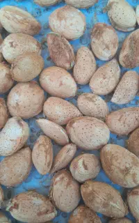 آجیل