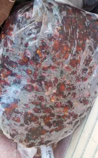 خرما مرداسنگ وبرحی