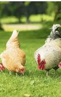 مرغ تخم گذار وخروس
