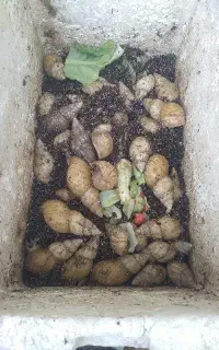 حلزون کلاژن ساز