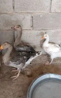 غاز